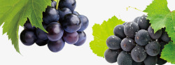 水果酿造新鲜葡萄高清图片