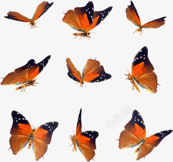 蝴蝶合集橙色翅膀蝴蝶合集高清图片