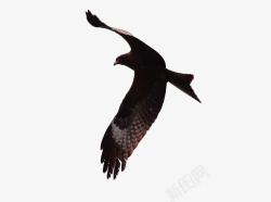 鹰隼自由的老鹰高清图片