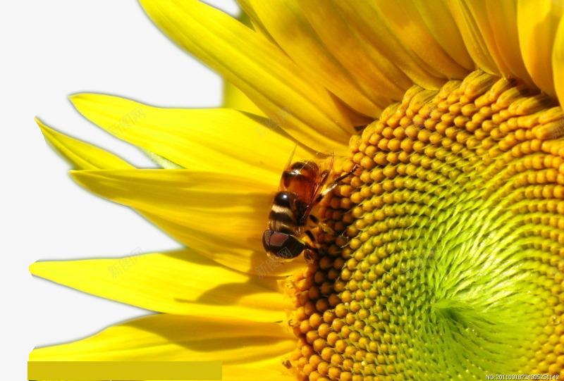 花中的蜜蜂png免抠素材_新图网 https://ixintu.com 免抠素材向日葵图片 忙碌的小蜜蜂图片 简单的装饰图片 蜜蜂采蜜图片 黄色