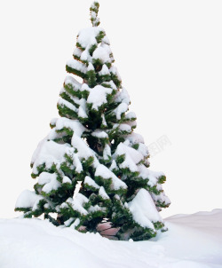 树上积着雪图片下雪的标志高清图片