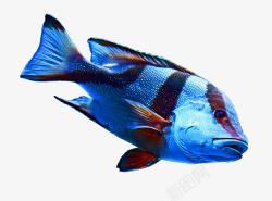 漂亮观赏鱼海洋小鱼blueandred高清图片