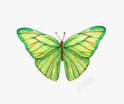 新颖绿色蝴蝶翅膀手绘艺术图素材