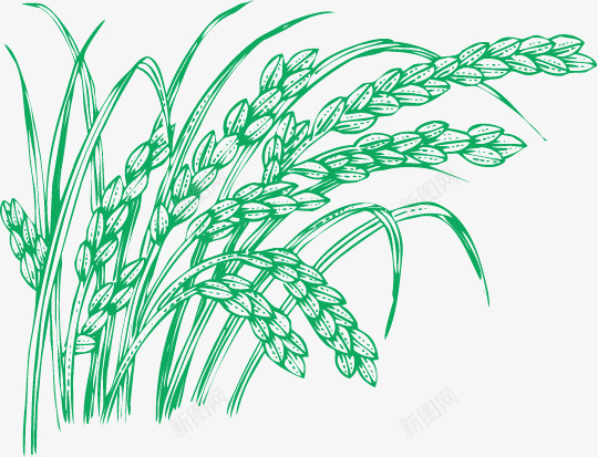 麦穗png免抠素材_新图网 https://ixintu.com 小麦 生物世界 花草 谷物 食物 麦 麦穗