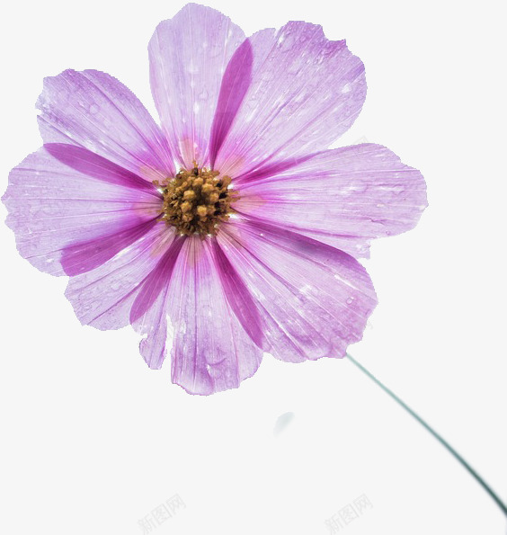 一朵通透的粉色花朵psd免抠素材_新图网 https://ixintu.com 小花 春天 植物 粉色 花朵