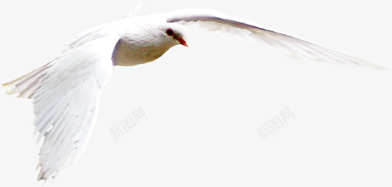 白色和平鸽翅膀效果png免抠素材_新图网 https://ixintu.com 和平鸽 效果 白色 翅膀 设计