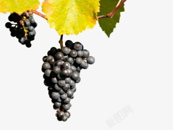 黑色黑加仑悬挂在藤蔓上的黑色葡萄高清图片