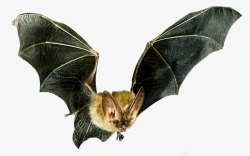 蝙蝠飞翔飞翔的蝙蝠高清图片
