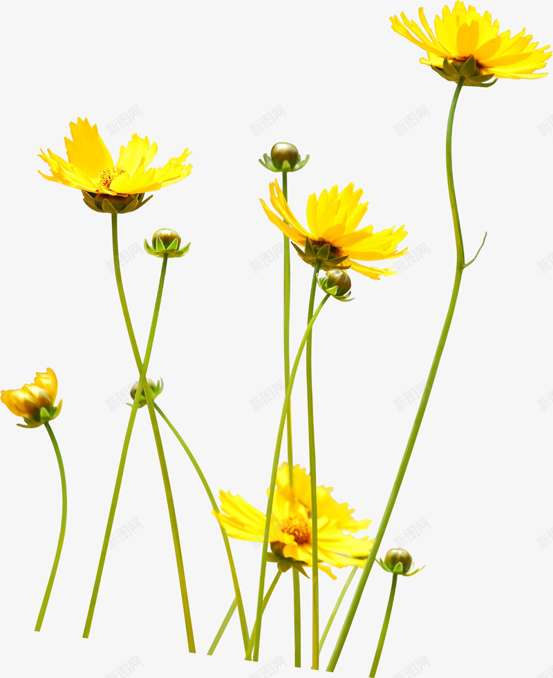 创意手绘卡通扁平黄色的小花朵png免抠素材_新图网 https://ixintu.com 创意 卡通 扁平 花朵 黄色