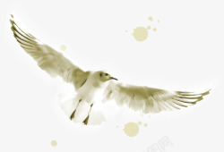 白鹰张开翅膀的白鹰高清图片