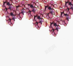 巨峰葡萄水彩插画水彩葡萄高清图片