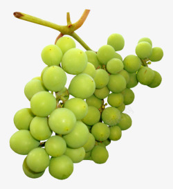绿色葡萄一串葡萄素材