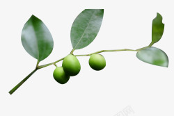 绿色枣子树枝上枣子与枣高清图片