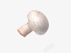 一个蘑菇一个新鲜的双孢蘑菇高清图片