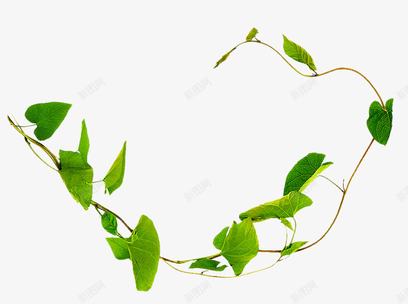 创意新鲜绿色的树叶效果png免抠素材_新图网 https://ixintu.com 创意 效果 新鲜 树叶 绿色