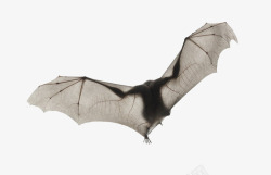 展翅的蝙蝠素材