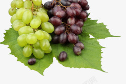 紫葡萄和绿葡萄素材