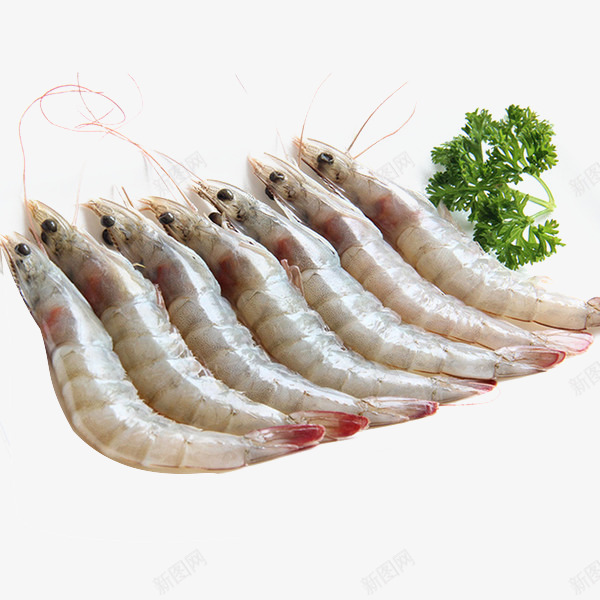 一排新鲜的虾png免抠素材_新图网 https://ixintu.com 产品实物 海鲜 生鲜 虾 食物