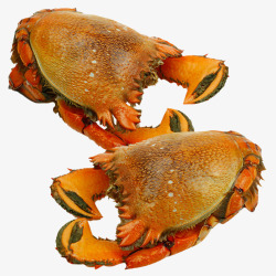 超大螃蟹澳洲虎头蟹高清图片