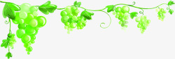 采摘葡萄手绘绿色清新葡萄花藤高清图片