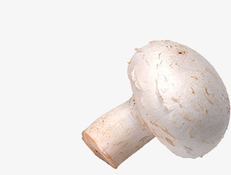 一只蘑菇png免抠素材_新图网 https://ixintu.com 一只蘑菇 新鲜蘑菇 白色蘑菇