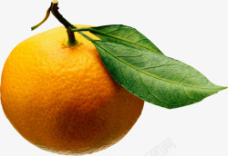 黄色新鲜橘子素材