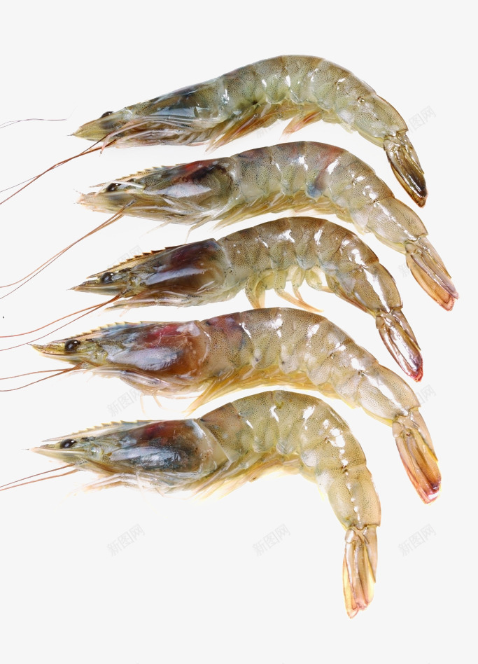 新鲜的海虾png免抠素材_新图网 https://ixintu.com 五个 新鲜 海虾 须子