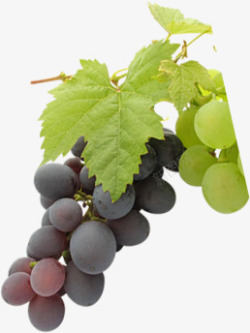 新鲜采摘葡萄品种水果素材