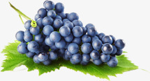 新鲜葡萄水果营养素材