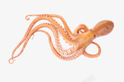 海中生物章鱼素材