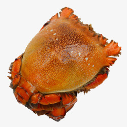 超大螃蟹澳洲老虎蟹高清图片