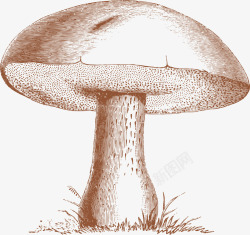 新鲜食材鲜枸杞野生蘑菇高清图片