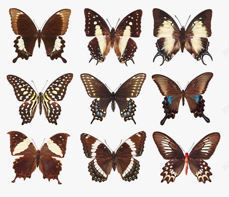 各种各样的蝴蝶png免抠素材_新图网 https://ixintu.com 斑点 深褐色 翅膀 蝴蝶