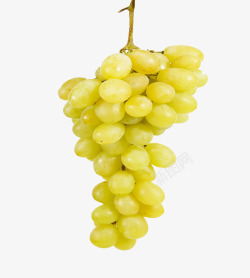 黄色葡萄素材