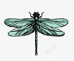 虫翅膀蜻蜓高清图片