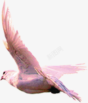 和平鸽造型翅膀png免抠素材_新图网 https://ixintu.com 和平鸽 翅膀 设计 造型