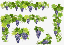 葡萄与绿叶素材