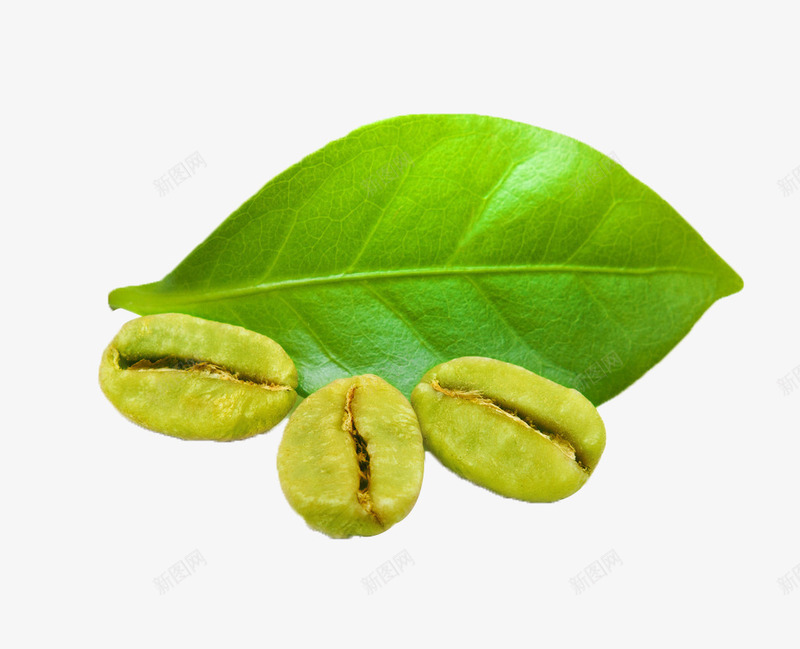 清晰咖啡豆绿色食品png免抠素材_新图网 https://ixintu.com 咖啡豆 图片 清晰 绿色 食品