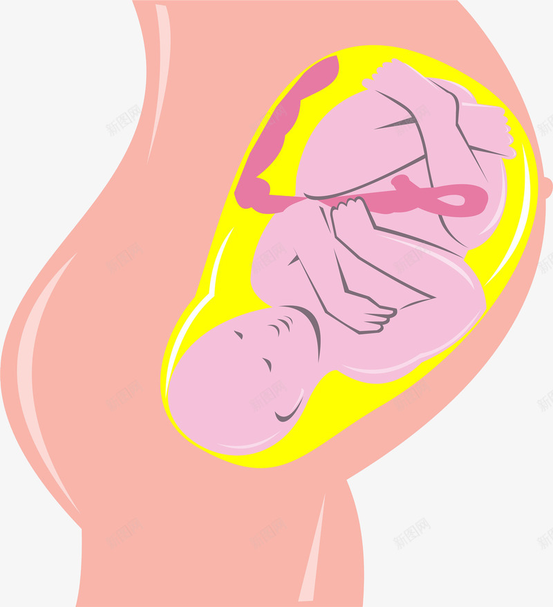 孕妇肚子里的宝宝png免抠素材_新图网 https://ixintu.com 卡通 呵护子宫 子宫 孕妇 孕育生命 盆底胎儿 胎儿