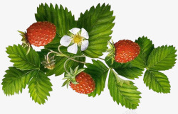 藤蔓上的新鲜草莓素材
