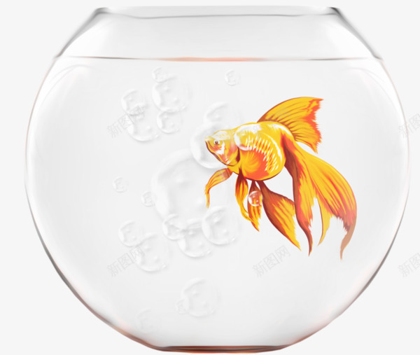 鱼缸里的小鱼png免抠素材_新图网 https://ixintu.com PNG图形 小鱼 水泡 玻璃缸 装饰 跳到大鱼缸 鱼缸