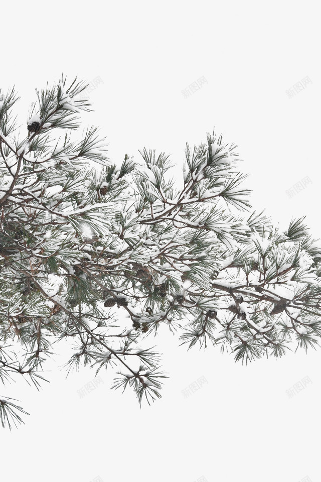 雪压冬树png免抠素材_新图网 https://ixintu.com 下雪 冬 冬树 树 树上积雪 雪