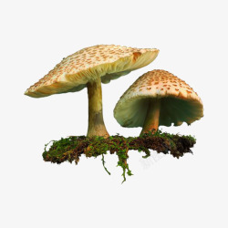 鲜蘑伞状蘑菇高清图片