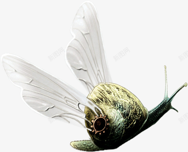 飞翔的蜗牛png免抠素材_新图网 https://ixintu.com 会飞的蜗牛 带翅膀的蜗牛 蜗娄牛 软体动物