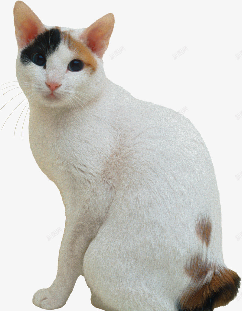 卡通坐着的白花猫png免抠素材_新图网 https://ixintu.com 免抠图 动物 小猫 抠图 插画 白花猫 装饰画