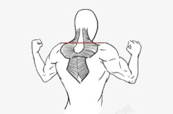 肌肉示意图背部肌肉示意图高清图片