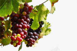 水果酿造葡萄园里面的葡萄高清图片