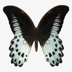 不同种类蝴蝶黑色斑点蝴蝶动图高清图片