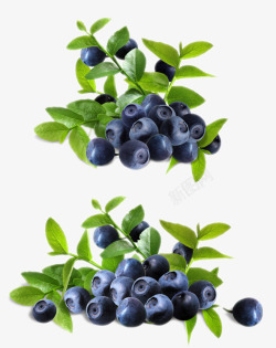 蓝莓水果新鲜植物绿叶素材