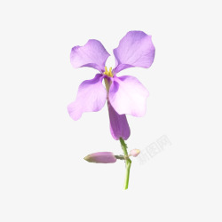 紫色单朵小花素材